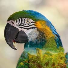 Image Integration In Photoshop