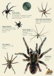 These spiders can be found worldwide with five species established in the united states and are most recognized for the red hourglass. Spiders Aren T That Scary Oklahoma State University