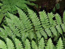 Image result for Dryopteridaceae