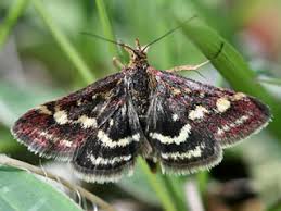 Image result for Pyrausta ostrinalis