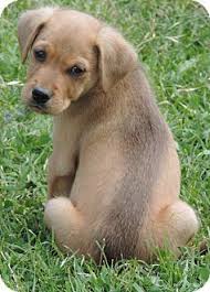 Beagle Cocker Spaniel Mix Black And Tan Anderson Sc Beagle Cocker Spaniel Mix Meet Aj A Puppy For Adoption Cocker Spaniel Mix Puppy Adoption Pets