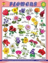 Flowers Name In Hindi English And Marathi Hd Image Flower Rose All Flowers Name Indian Flower Names Flower Chart