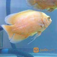 Cukup tinggi harganya karena memang ikan ini masih. Oscar Paris Albino Import Thailand 15cm Tangerang Jualo