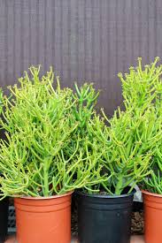 Image result for Euphorbia tholicola