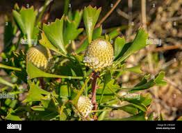 Image result for Tarchonanthus trilobus