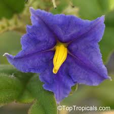 Image result for Solanum sp. B
