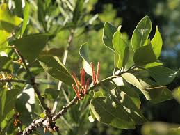 Image result for Phragmanthera usuiensis