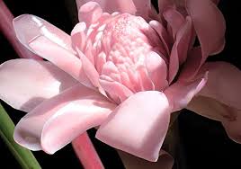 The flowers are like balls in shape of bright yellow and emit a sweet smell. Absons Seeds Village Exotic Pink Torch Ginger Lily Philippine Wax One Bulb Amazon In Garden Outdoors