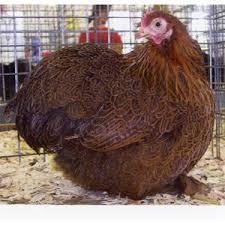 Check spelling or type a new query. Cackle Hatchery Cherry Egger Chicken 110m Blain S Farm Fleet