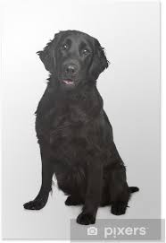 Joyce sissy is a flat coat retriever mixture female. Poster Flat Coated Retriever Pixers Wir Leben Um Zu Verandern