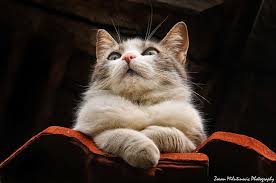 50 gambar kucing lucu dan imut banget. Pin On Cats