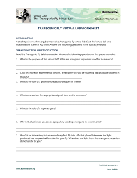 Please complete this information in the area below before actually completing the virtual activity; Transgenic Fly Virtual Lab Worksheet