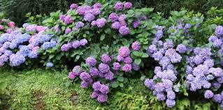 Bien sûr, elles nécessitent un peu plus d'entretien que les autres plantes de pleine terre. Scenes De Jardin A L Ombre Que Planter Les Conseils De Jardin De Vavou