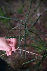 Image result for Schlechterina mitostemmatoides