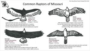Peregrine falcons are energetic, acrobatic flyers that specialize in catching birds in the air. Raptors Of Missouri Missouri S Natural Heritage Washington University In St Louis