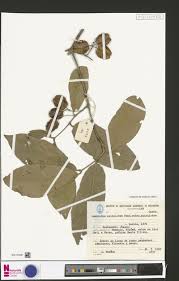 Image result for Buchnerodendron lasiocalyx