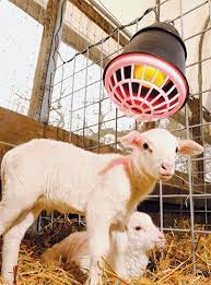 The following will help to reduce the hazards posed by heat lamps for pets and livestock: Keep Your Animals Warm This Winter Premier1supplies