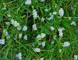 Image result for Euploca ovalifolia