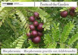 Image result for Macphersonia