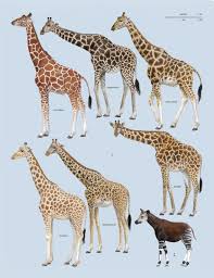 Chart Showing 1 Six Species Of Giraffes And Their Closest
