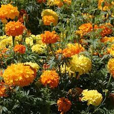 Marigold Seeds Crackerjack Mix Flower Seeds Wildflower Seeds Marigold Flower