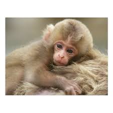 snow monkey baby jigokudani nagano japan 2 postcard zazzle com cute baby monkey snow monkey baby monkey