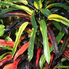 Image result for Croton kilwae