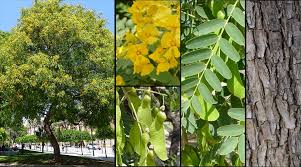 Image result for Tipuana