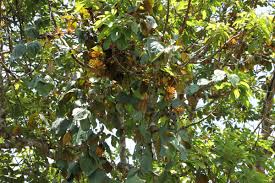 Image result for Phragmanthera capitata