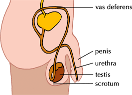 Provided all organs are present, normally constructed, and functioning properly, the essential features of human reproduction are (1) liberation of an ovum, or egg, at a specific time in the reproductive. Stages Of Reproduction Human Reproduction Siyavula