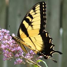 Beauty Butterfly Yellow Butterfly Yellow Butterfly Butterfly Pictures Beautiful Butterflies