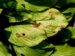 Last year both hostas developed brown edges on their leaves by the end of the summer. What S Wrong With My Plant Garden University Of Minnesota Extension