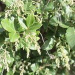 Image result for Searsia acuminatissima