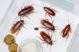 Ei sug sucul din frunze, tulpini si radainile plantelor. Katsaridafobia De Ce Ne E SilÄƒ De Gandacii De BucÄƒtÄƒrie