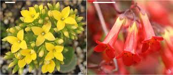 Image result for Kalanchoe velutina