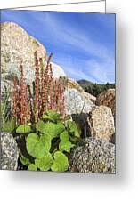 Image result for Vahlia digyna