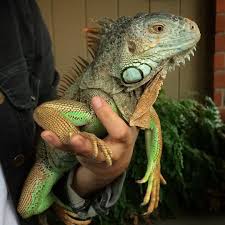 A Guana Iguana Pet Animals Beautiful Iguana