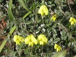 Image result for Lotononis bainesii