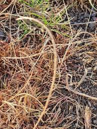 Image result for Microchloa