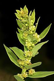 Image result for Clutia