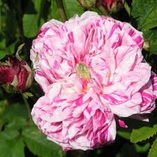 Mills average rating 4.31 · 1,335 ratings · 99 reviews · shelved 7,814 times. Buy Charles De Mills Gallica Rose Trevor White Specialist Of Old Roses