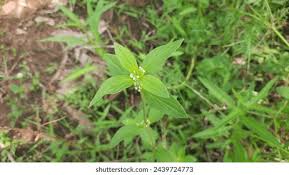 Image result for Spermacoce ocymoides