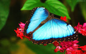 We have a massive amount of desktop and mobile if you're looking for the best butterfly wallpapers then wallpapertag is the place to be. Blue Clipper Butterfly Background Wallpaper Blue Morpho Butterfly Pretty 1222x763 Wallpaper Teahub Io