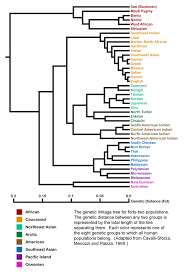 Modern Human Variation Models Of Classification