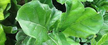 Keep the plant under a light shade and avoid direct sunlight until the new root system is well developed. Ficus Lyrata Fiddle Leaf Fig Tree Description And Uses Kalliergeia