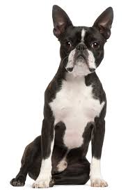 Boston Terrier