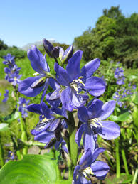 Image result for Monochoria