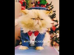 Izmirli Fenomen Kedi Youtube Cats Animals Youtube