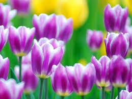 See also avas flowers holland michigan. Tulipanes Flowers Photography Tulip Flower Wallpaper Beautiful Flowers Garden