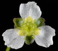 Image result for Alismataceae